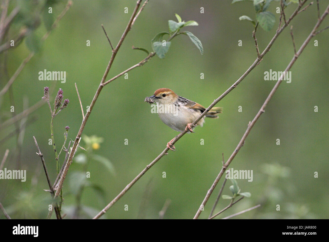 Levaillant's cisticola Cisticola tinniens con cibo per giovani Darvill il santuario degli uccelli Foto Stock