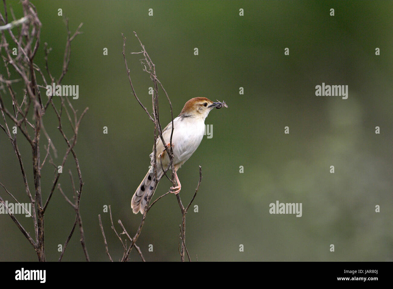 Levaillant's cisticola Cisticola tinniens con cibo per giovani Darvill il santuario degli uccelli Foto Stock