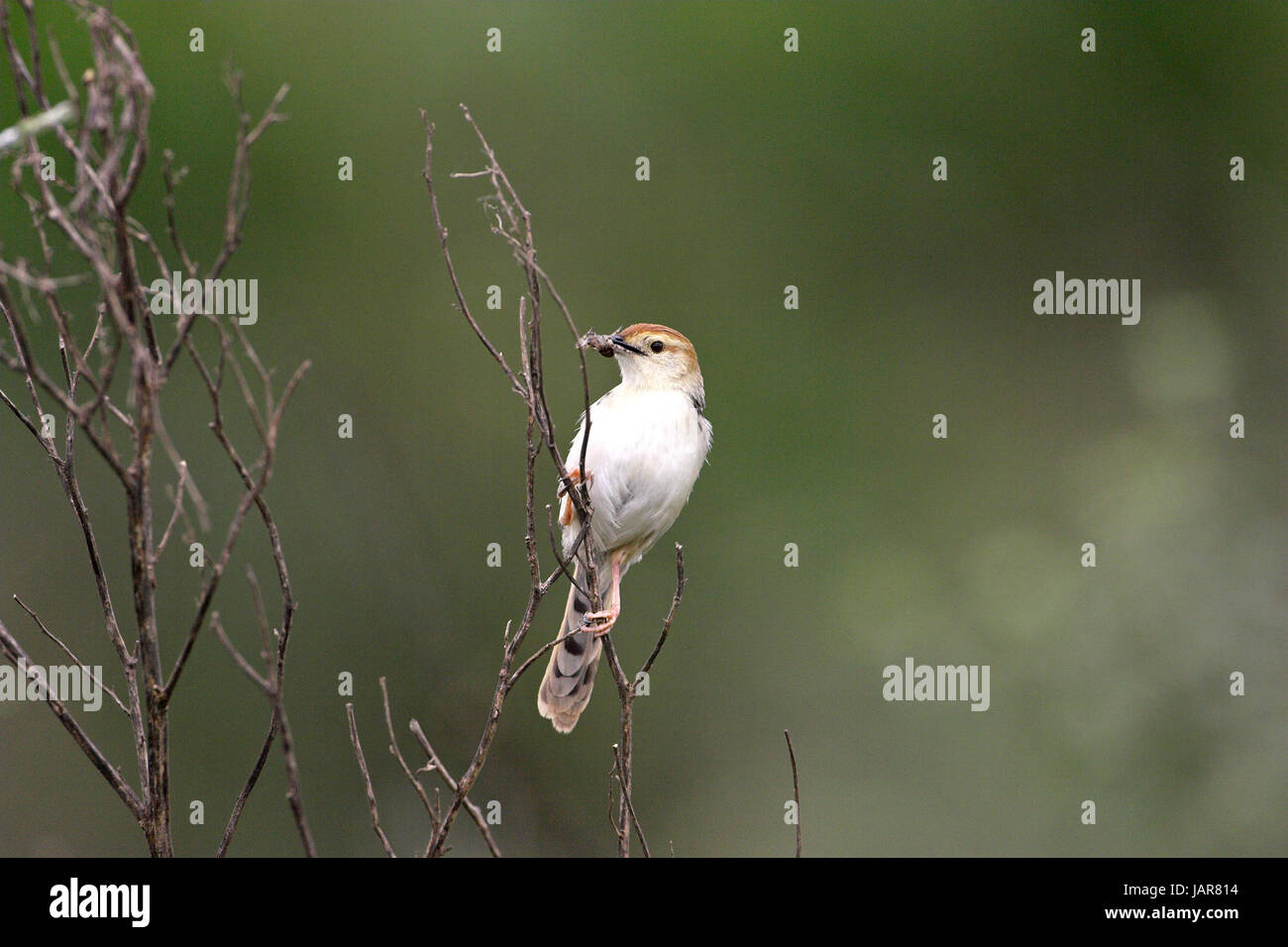 Levaillant's cisticola Cisticola tinniens con cibo per giovani Darvill il santuario degli uccelli Foto Stock