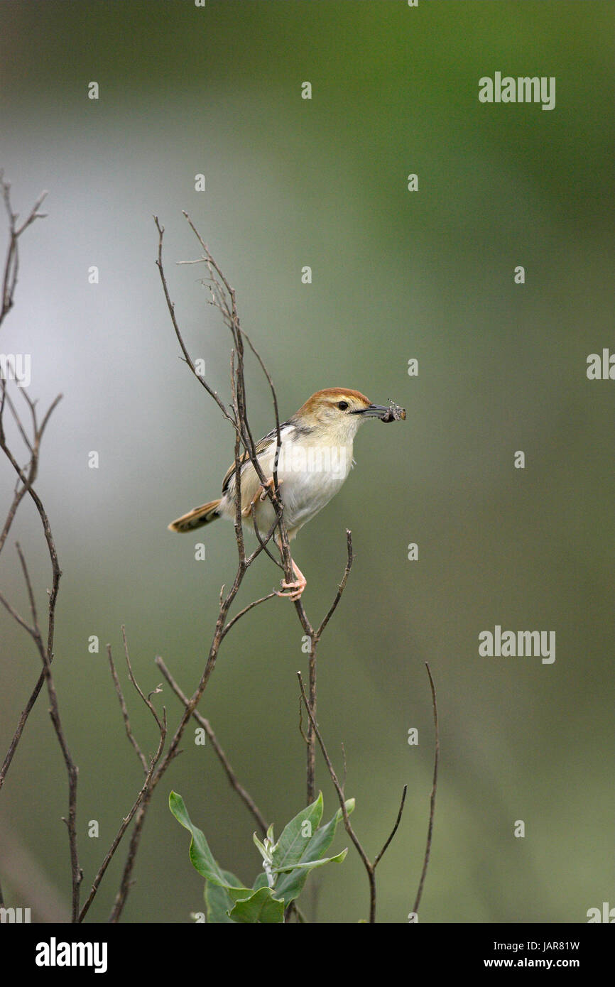 Levaillant's cisticola Cisticola tinniens con cibo per giovani Darvill il santuario degli uccelli Foto Stock