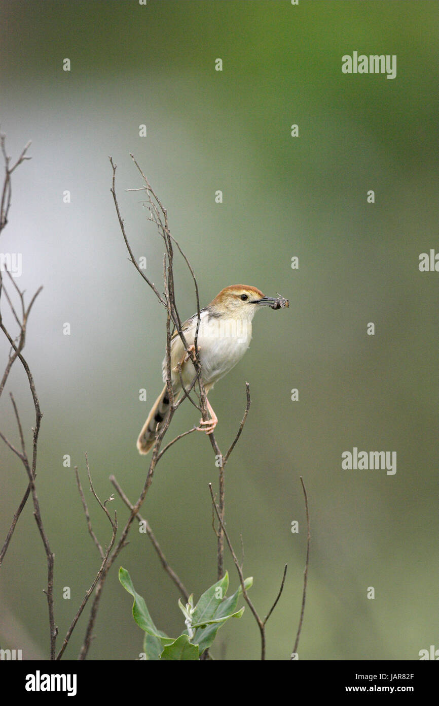 Levaillant's cisticola Cisticola tinniens con cibo per giovani Darvill il santuario degli uccelli Foto Stock