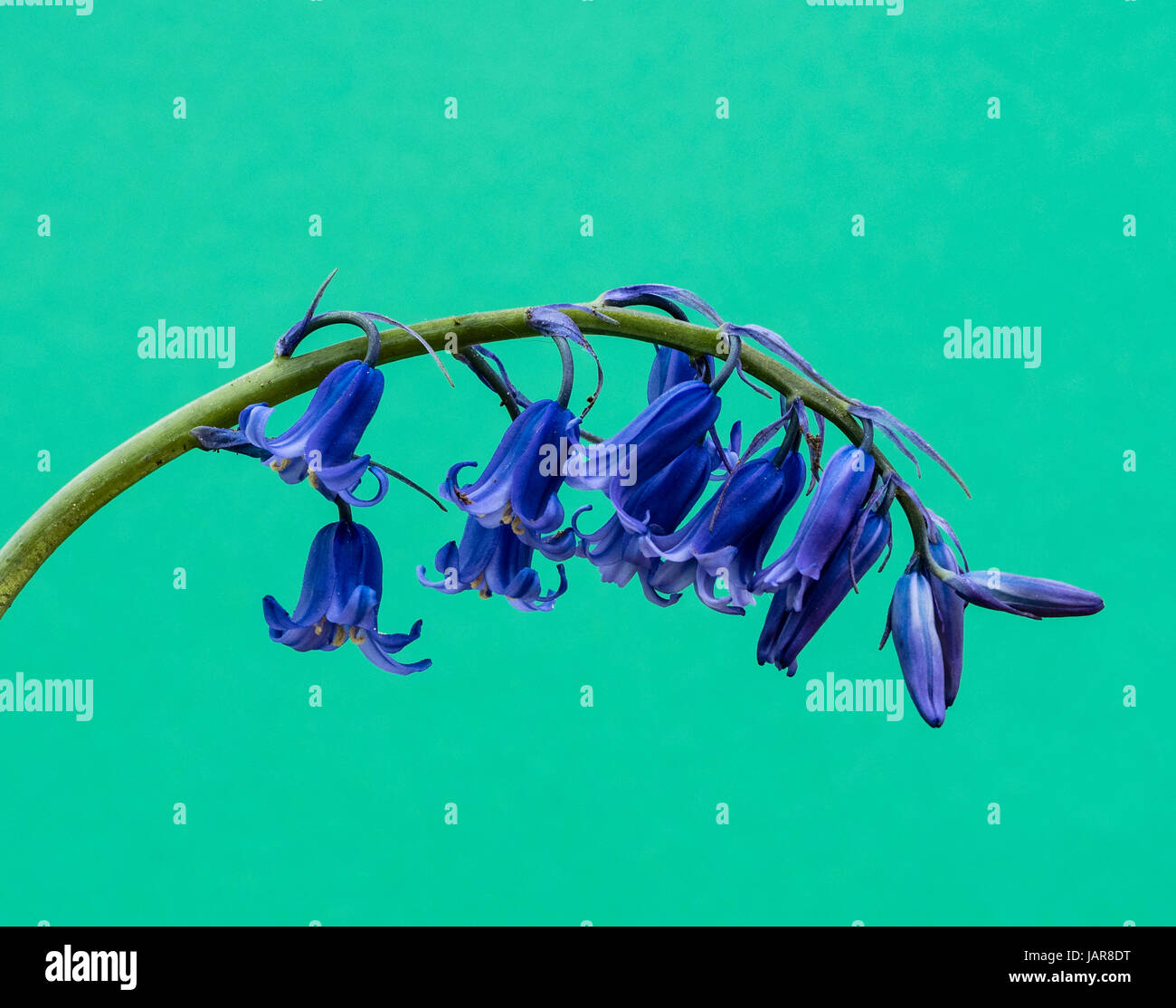 UK Native Bluebell Flower dettaglio REGNO UNITO Foto Stock