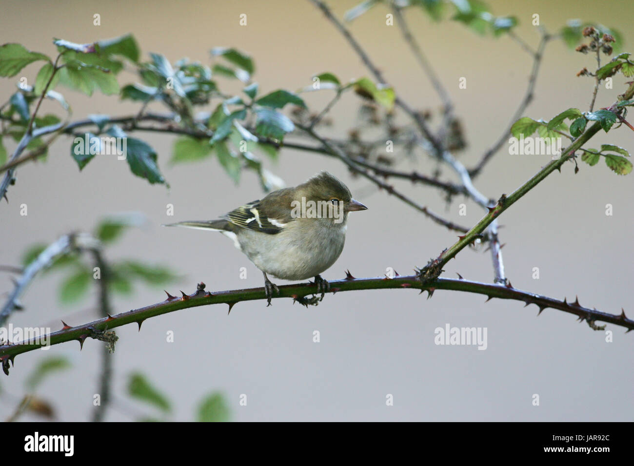 Comune di fringuello Fringilla coelebs femmina nel rovo Foto Stock