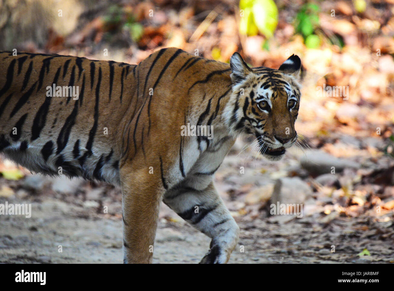 Royal tigre del Bengala Foto Stock