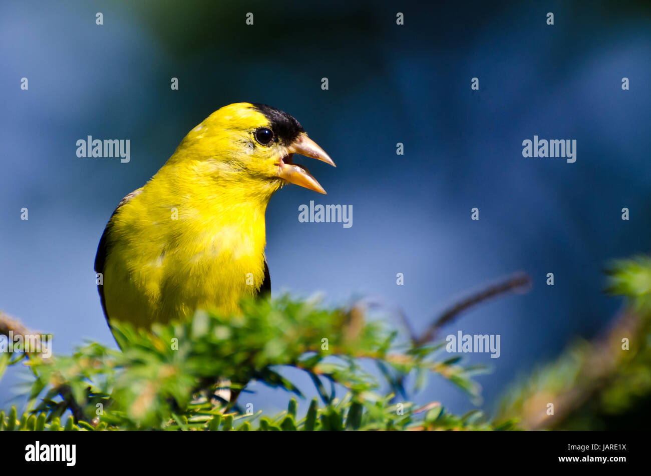 American maschio Cardellino cantando sotto il sole Foto Stock