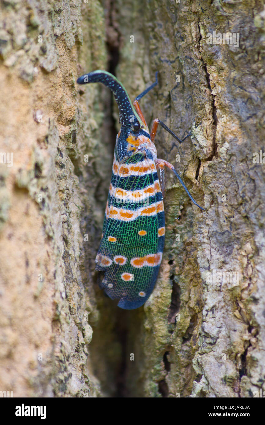 Lanternflies insetto, insetto di bellezza su albero nella foresta Foto Stock