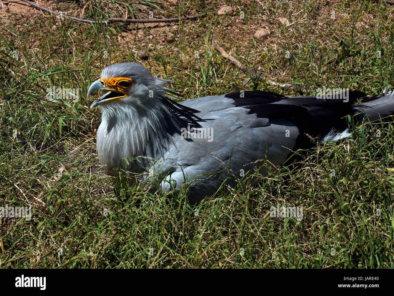 Bellissimo uccello in San Diego Foto Stock