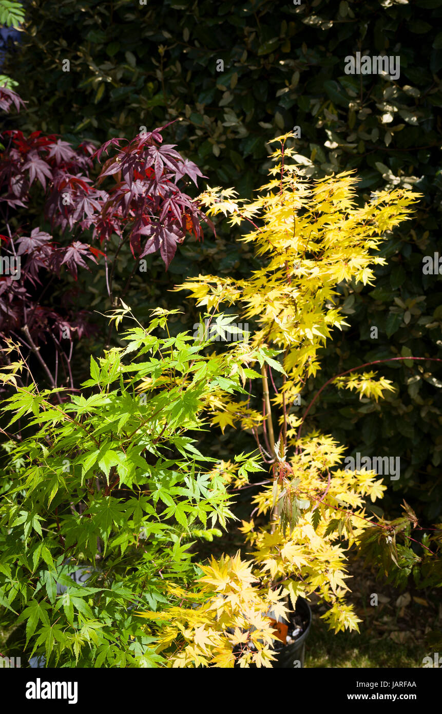 Tre giovani alberi di Acer in tre colori diversi per la vendita in un impianto di carità equo nel Regno Unito Foto Stock