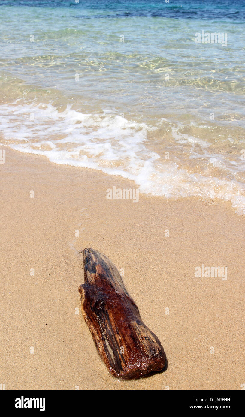 Driftwood spiaggia sarda Foto Stock