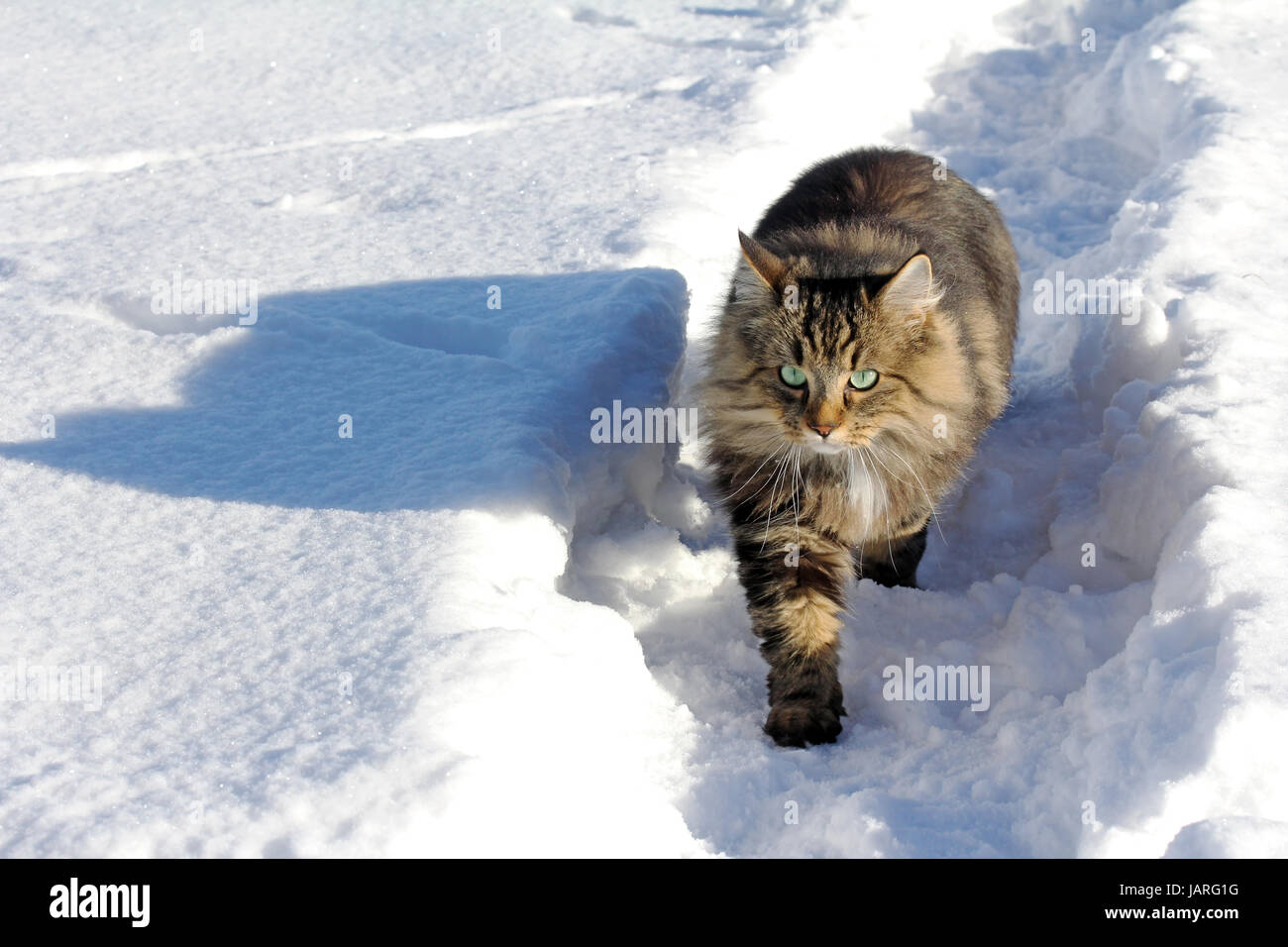 Una passeggiata attraverso la neve Foto Stock