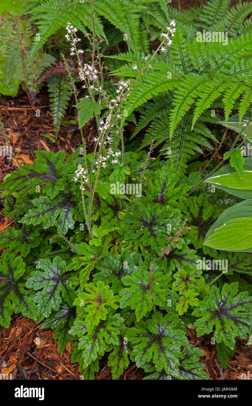 Tiarella Fingerpaint  Fiore di schiuma Foto Stock