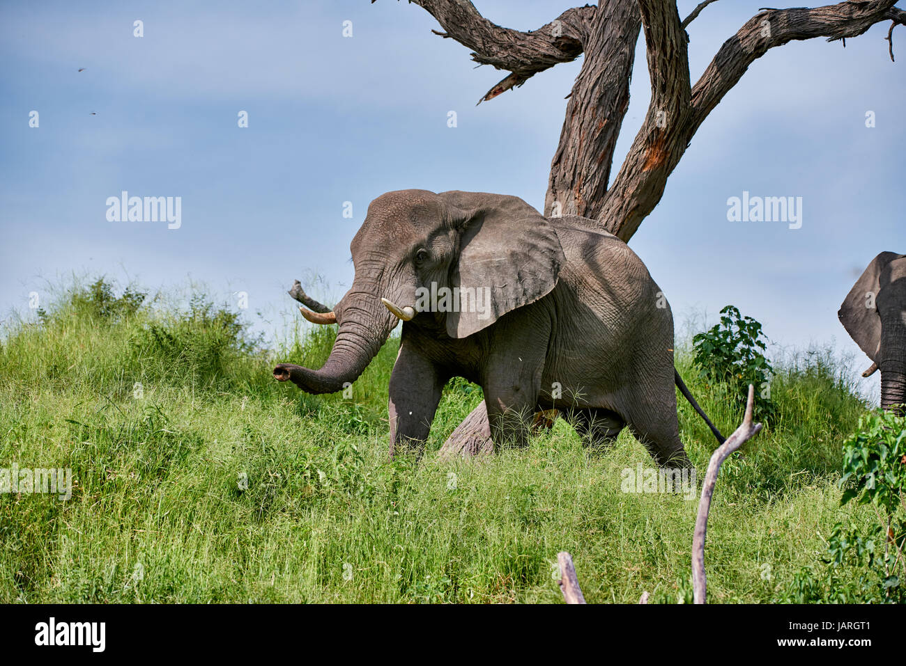 Bush africano Elefante profumati al fiume Boteti, Makgadikgadi-Pans-National Park, Botswana, Africa Foto Stock