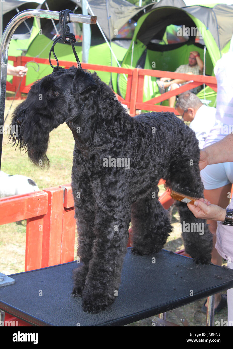 Grande Nero Schnauzer cane Foto Stock