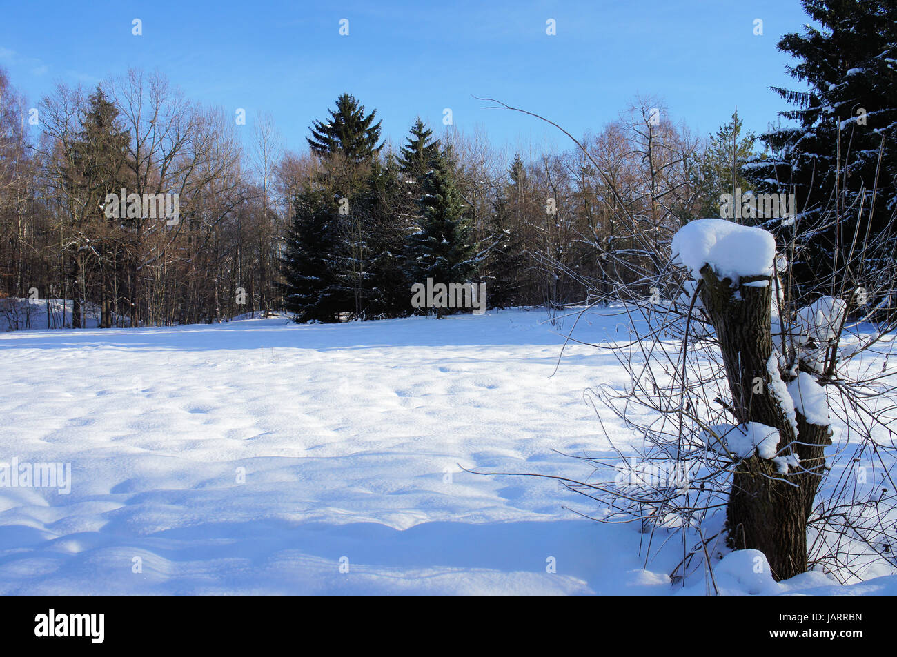Winterwald mit großer verschneiter Wiese; Bäume kahle, blauer Himmel inverno foresta con grande prato nevoso; bald alberi, cielo blu Foto Stock