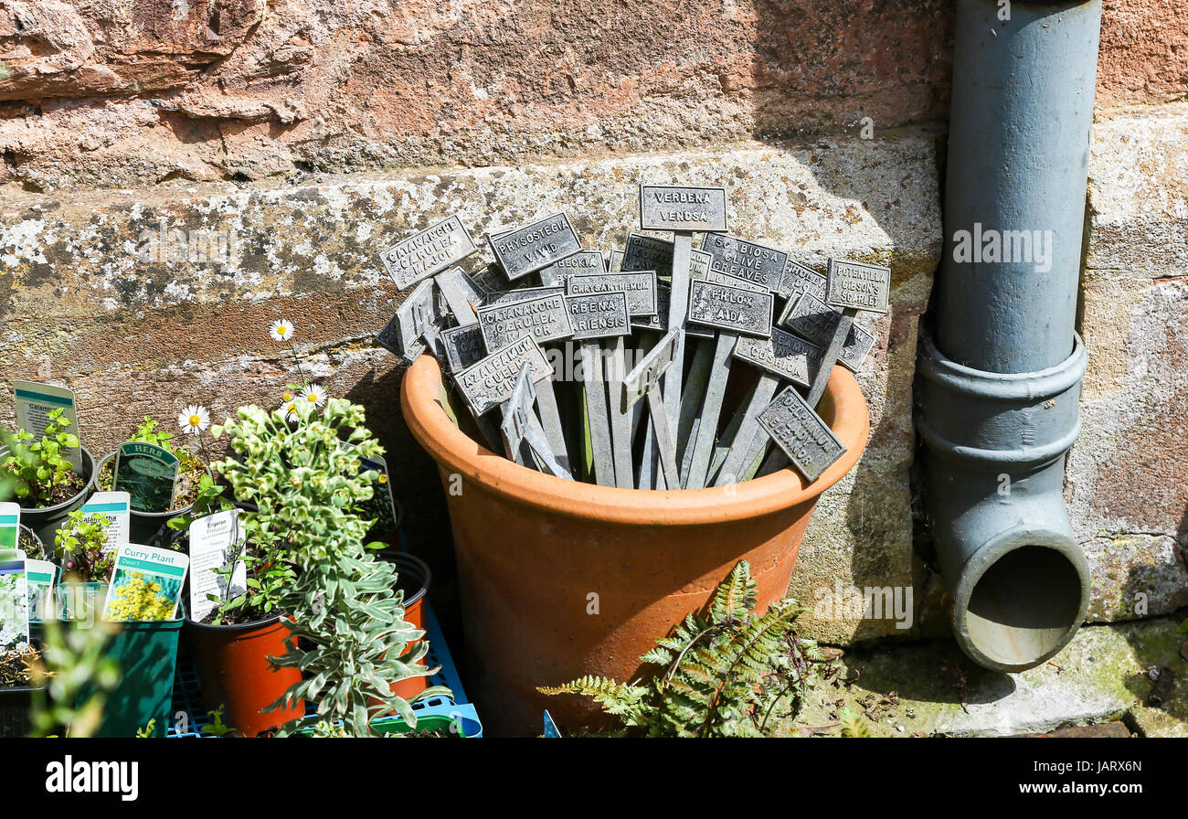 Piantare etichette in una pentola di piante di terracotta a Hestercombe House and Gardens, West Monkton, Cheddon Fitzpaine, vicino Taunton a Somerset, Inghilterra Regno Unito Foto Stock