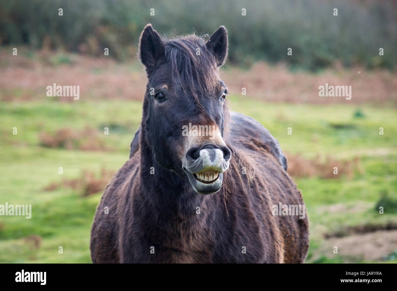 Exmoor pony mostra i denti Foto Stock
