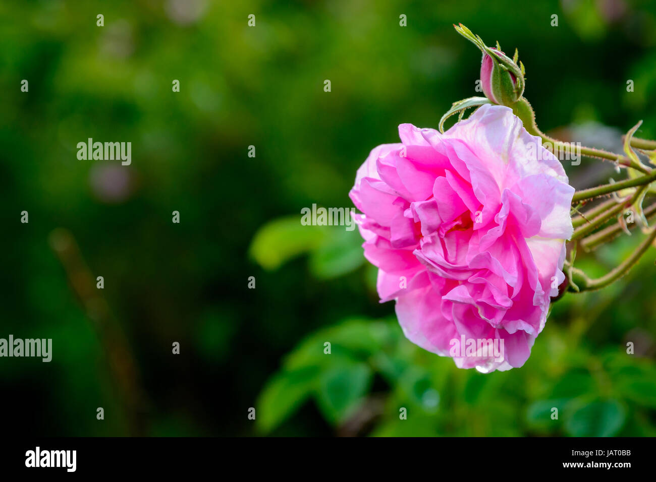 Primo piano di una rosa bulgara (Rosa Damascena) vicino Karlovo Foto Stock