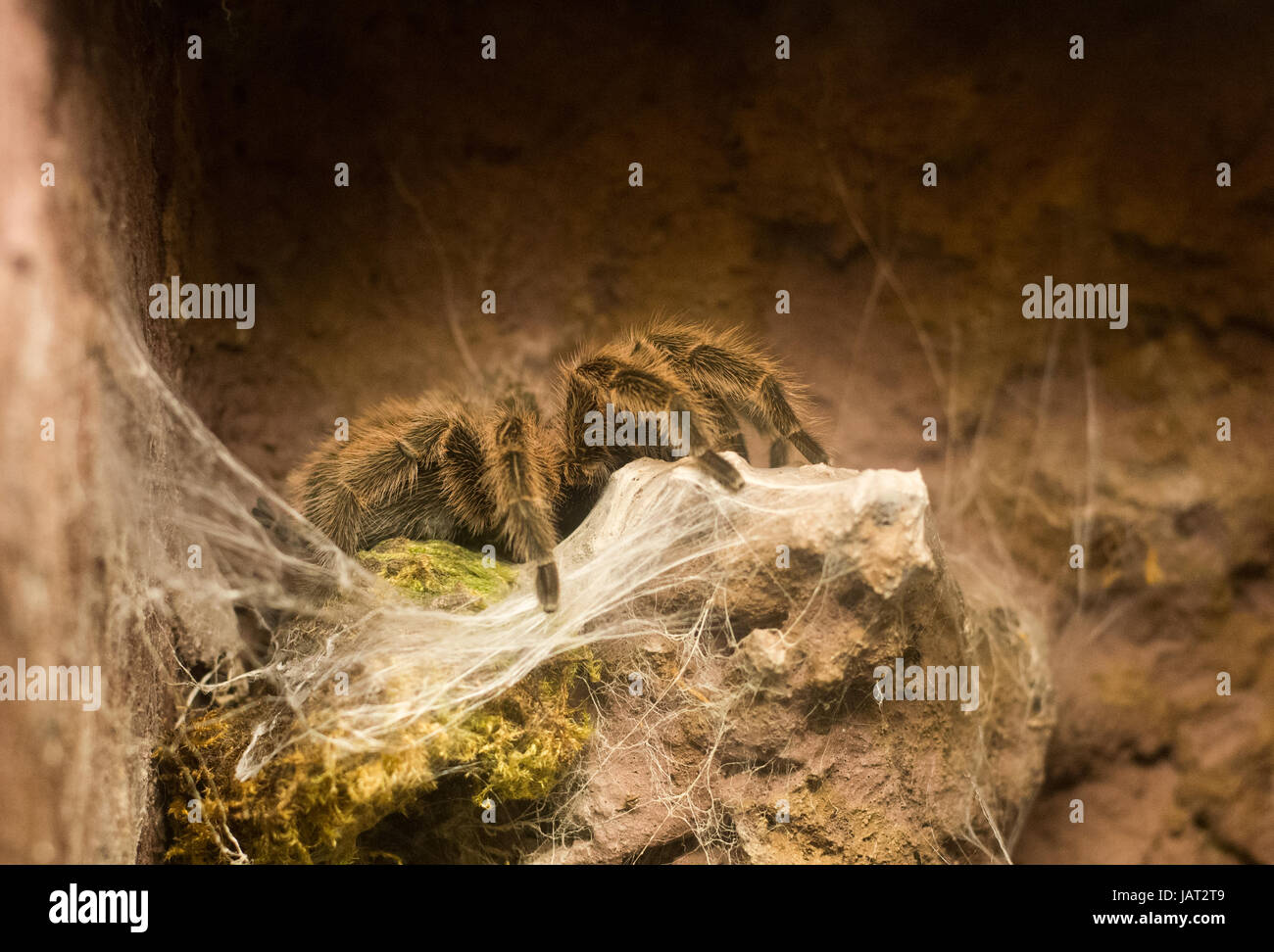 Vicino sul rosa cilena tarantola Grammostola rosea Foto Stock