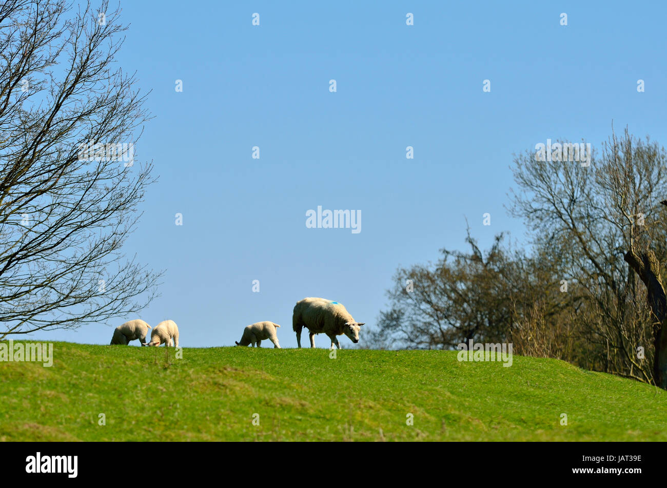 Pecora con agnello in un campo nel Kent, Primavera (aprile) Foto Stock