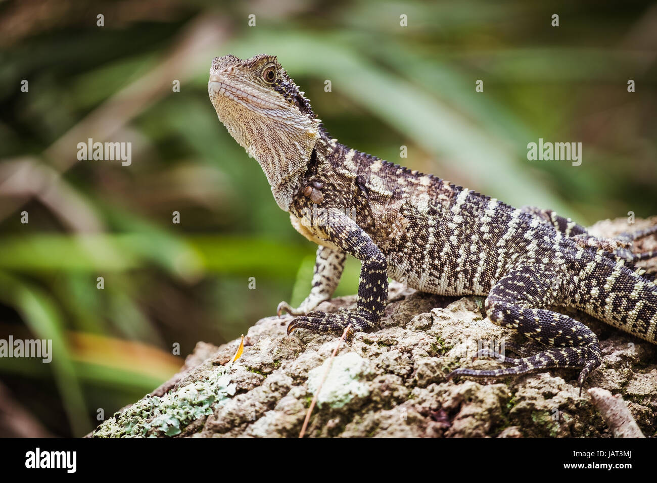 Acqua orientale Dragon crogiolarsi al sole su un tronco di albero - Manly, Sydney Foto Stock