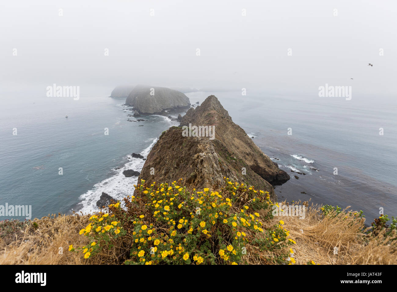 Isola di Anacapa foggy picchi e fiori presso il Parco Nazionale delle Channel Islands nella California Meridionale. Foto Stock