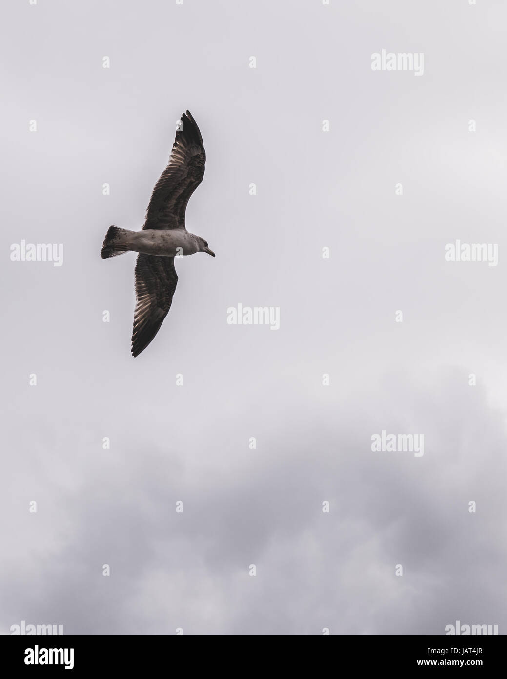 Seagull in volo sopra l'Oceano Atlantico, a Madera i gabbiani, Portogallo Foto Stock