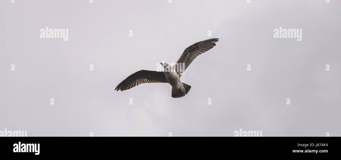 Seagull in volo sopra l'Oceano Atlantico, a Madera i gabbiani, Portogallo Foto Stock