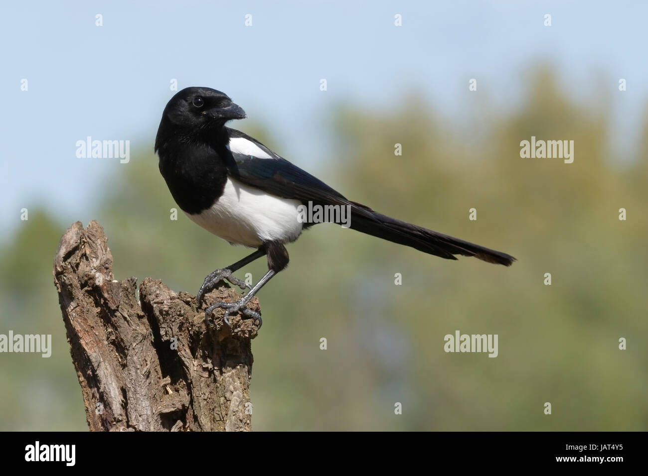 Eurasian gazza (Pica pica) adulto appollaiato sul ceppo di albero, Romania Foto Stock