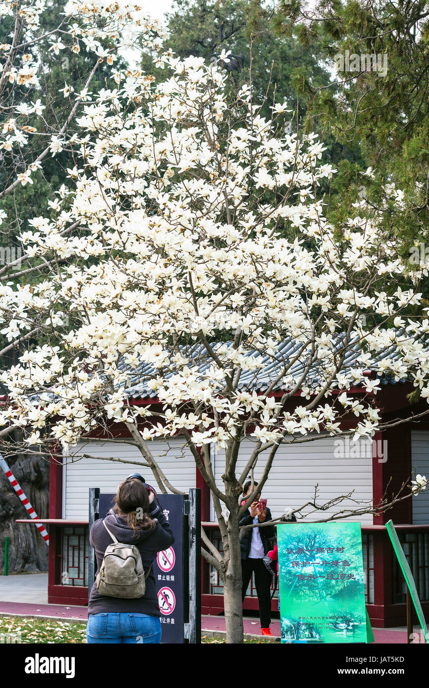Pechino, Cina - 19 Marzo 2017: turistica prendere le foto di fioritura di albero in Imperial sala ancestrale parco pubblico di Pechino città imperiale in primavera. Thi Foto Stock