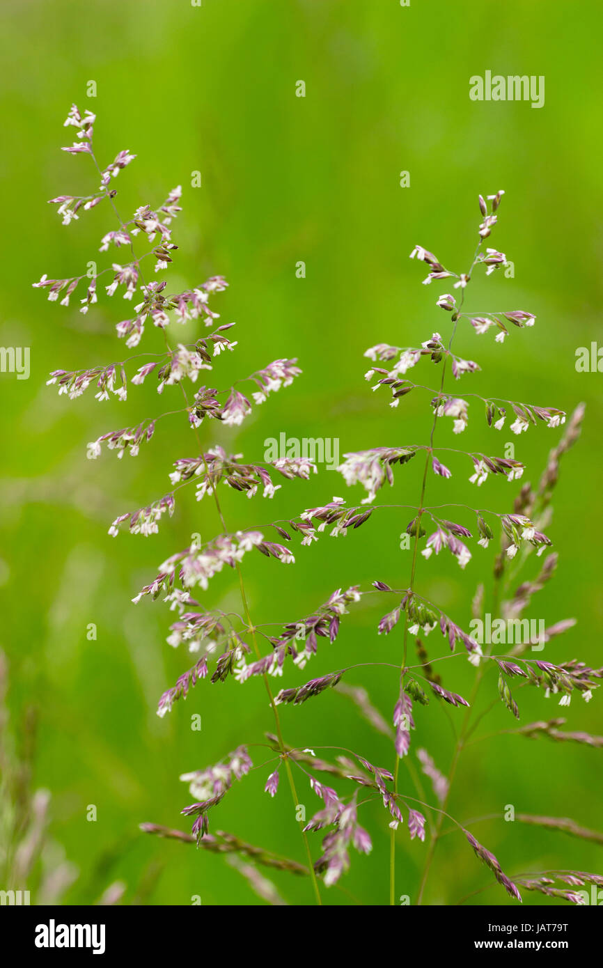 Coppia fioritura spike di comune piegate, Agrostis gigantea, in giugno UK strada orlo Foto Stock