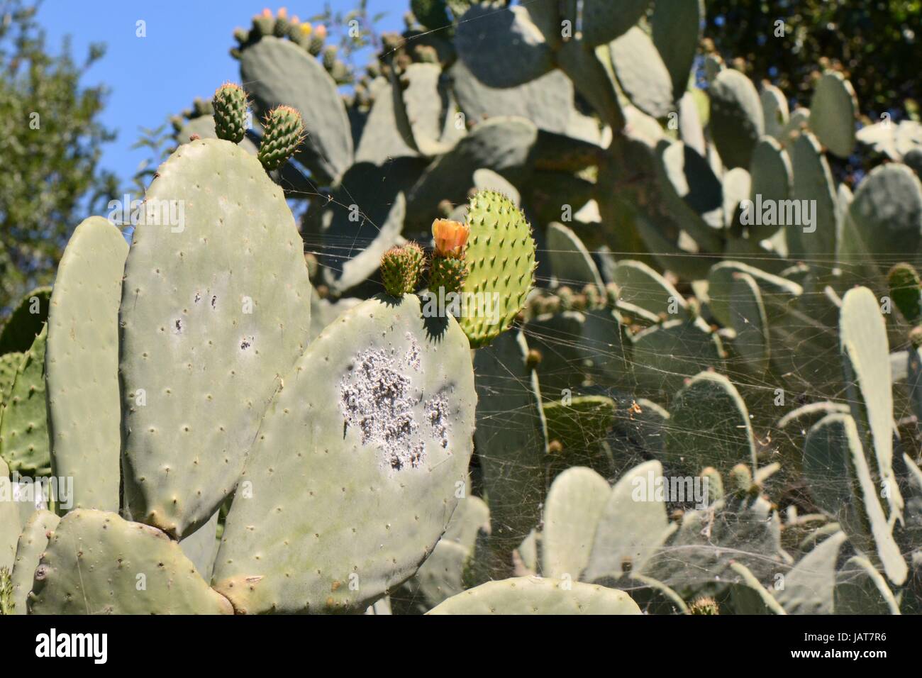 Cocciniglia insetto (Dactylopius coccus), colonia di insetti di scala su ficodindia cactus / Barberia fig, Gran Canaria Isole Canarie. Foto Stock