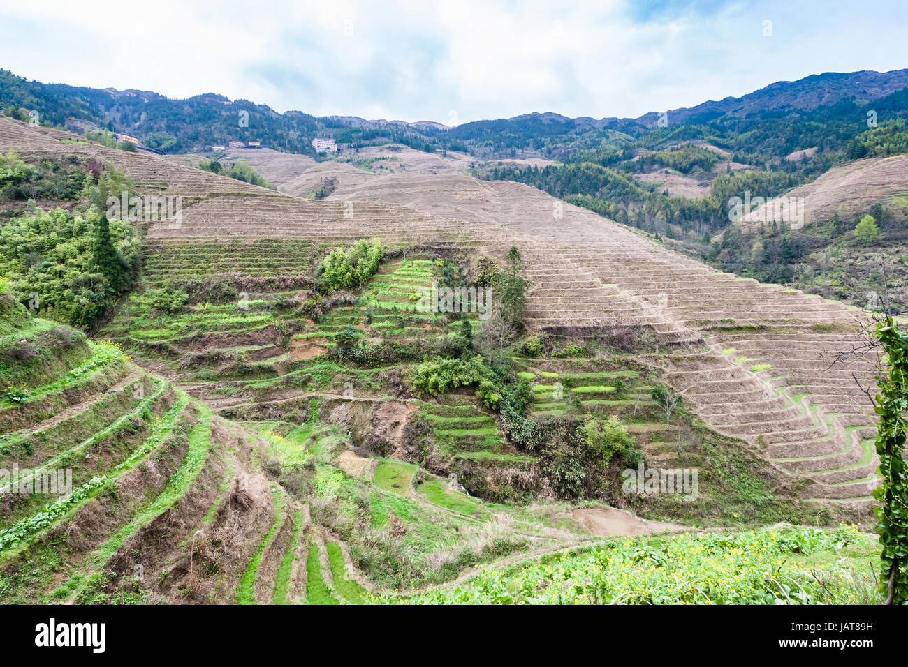 Viaggio in Cina - campi terrazzati vicino villaggio Dazhai nel paese di Longsheng terrazze di riso (Dragon's Backbone terrazza, Longji terrazze di riso) in primavera Foto Stock