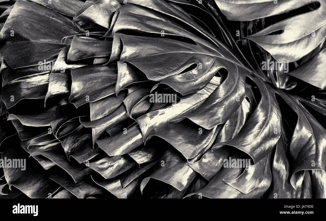 Il formaggio svizzero impianto (Monstera deliciosa) in bianco e nero Foto Stock