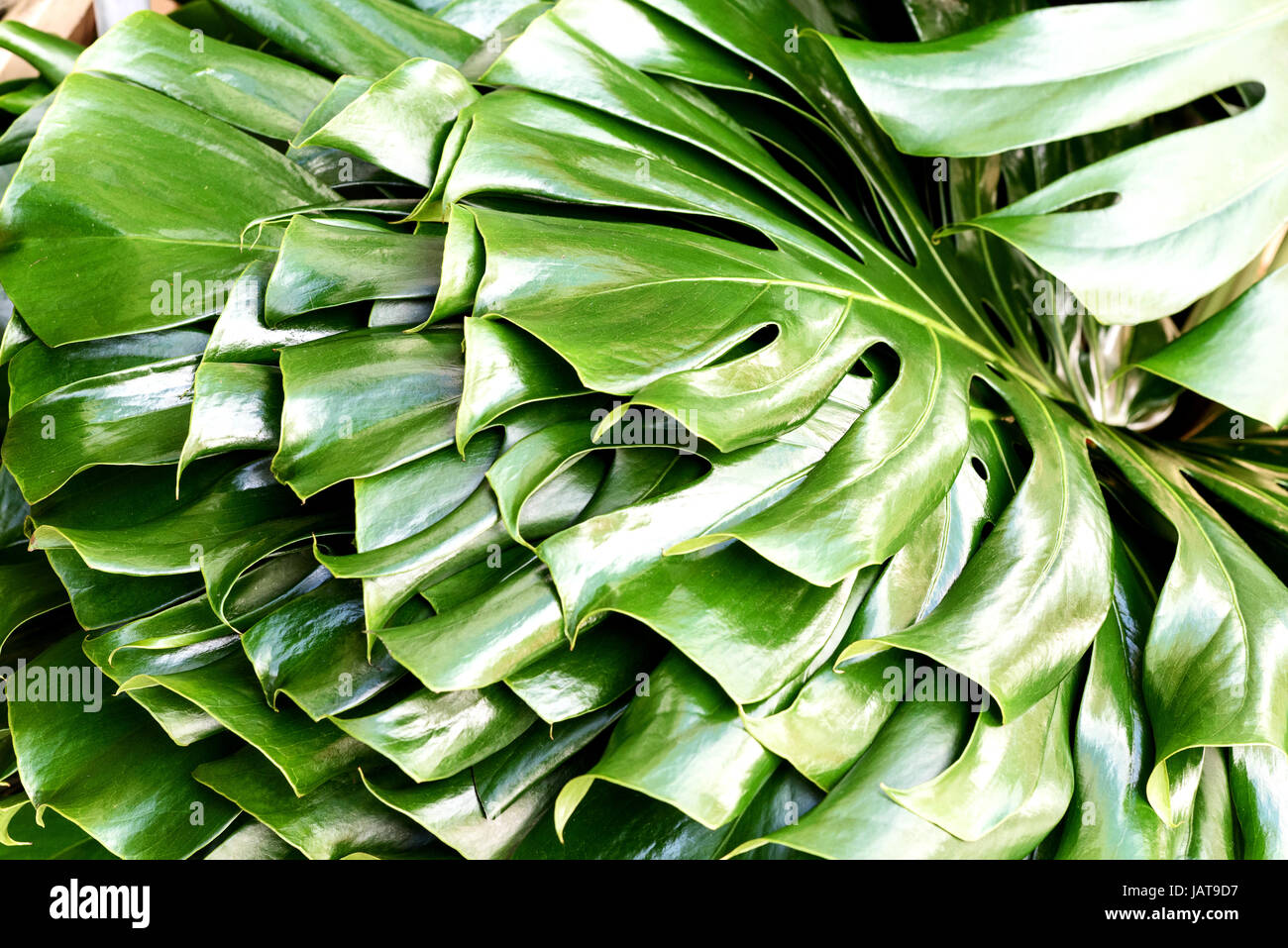 Il formaggio svizzero impianto (Monstera deliciosa) in lussureggianti di colore verde Foto Stock