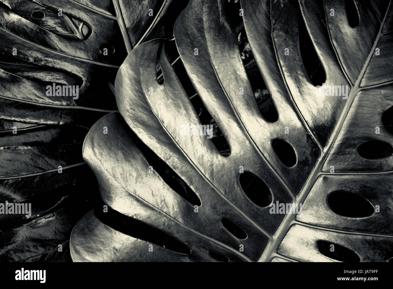 Il formaggio svizzero impianto (Monstera deliciosa) in bianco e nero con foglie lucide Foto Stock