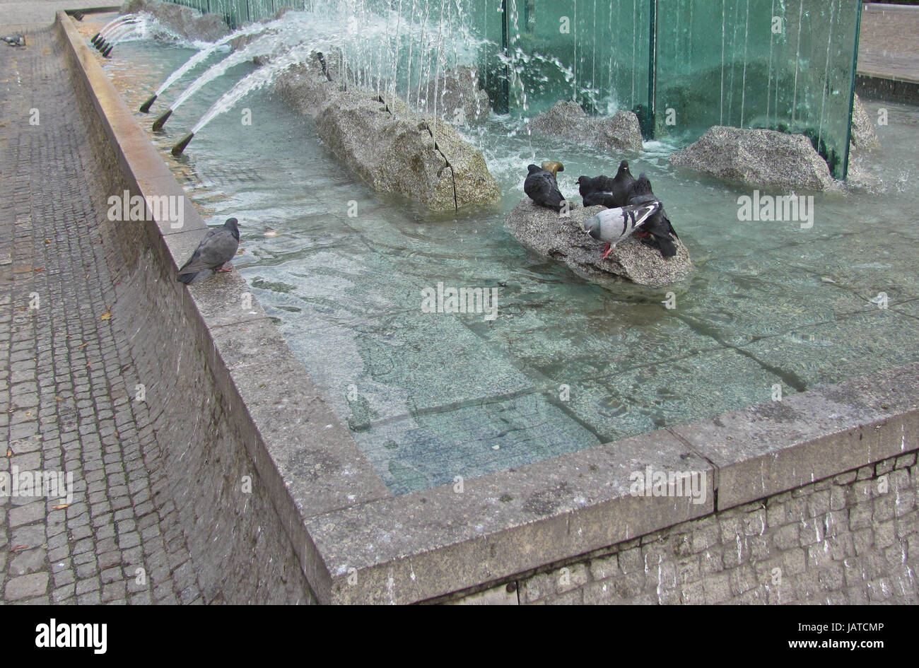 Le colombe nella fontana, piccione, acqua Foto Stock
