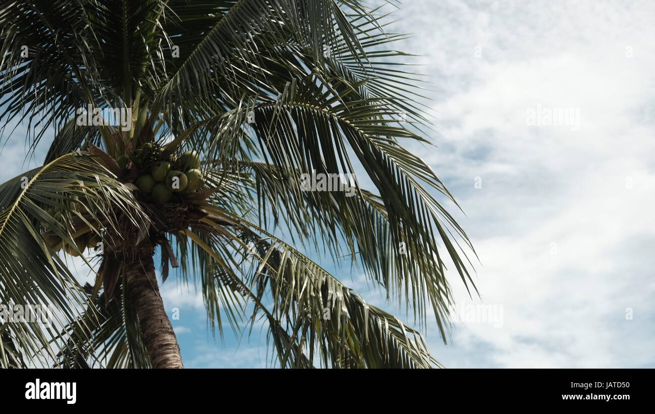 Palme da cocco con noce di cocco frutti con foglie verdi e blu del cielo nella spiaggia di Pattaya Thailandia Foto Stock