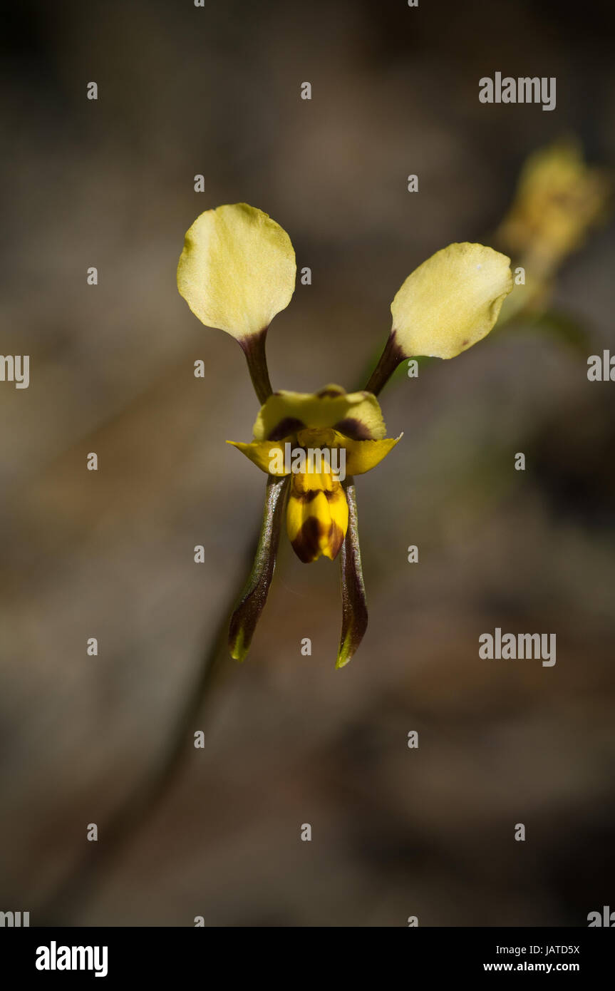 Questo Donkey Orchid è stata fotografata nella regione di Grampians di Victoria, dove è comune. In crescita di circa 25cm con un unico fiore sullo stelo un Foto Stock