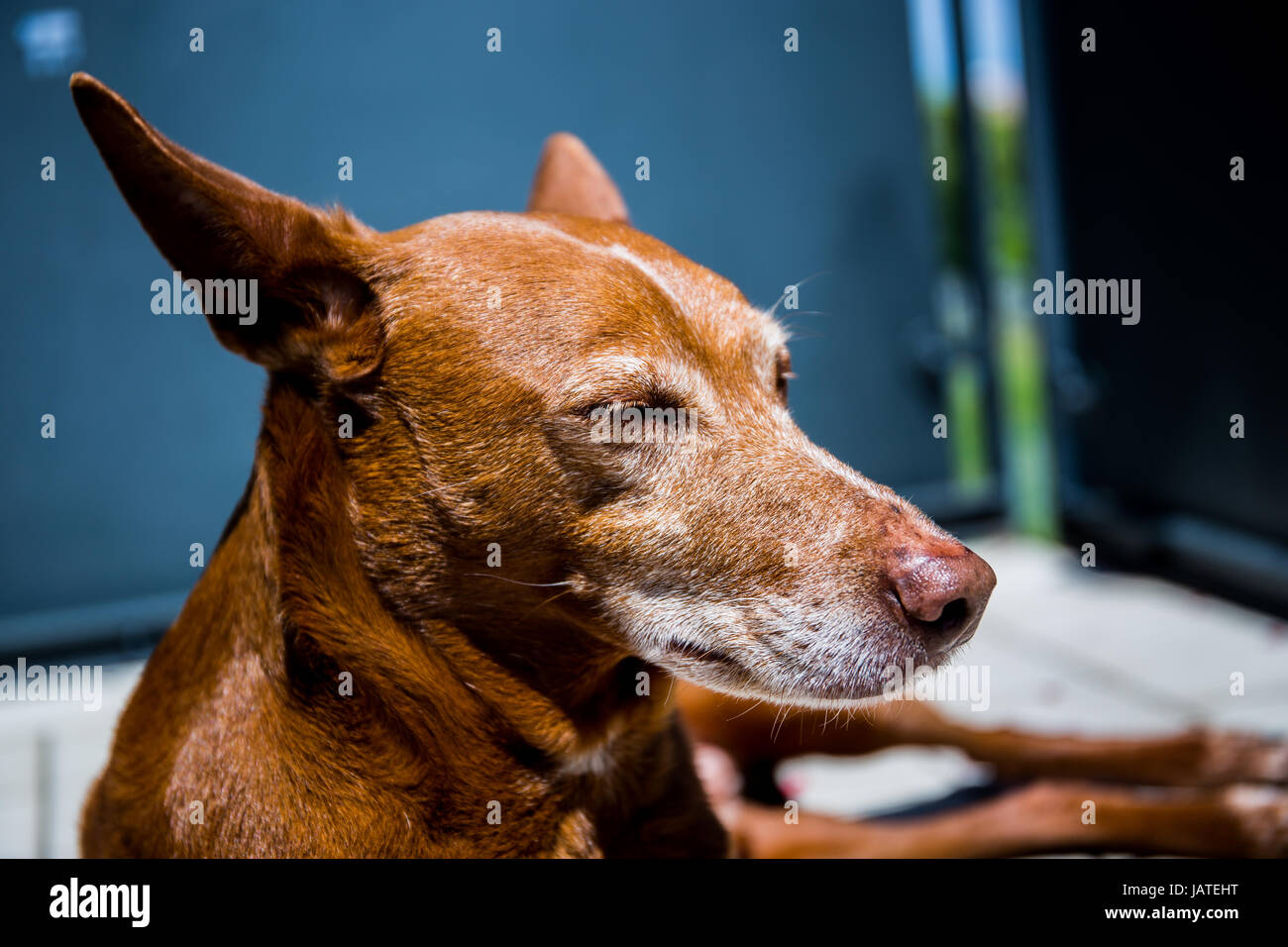 Carino andalusa Hound' (Canis lupus familiaris) il cane disteso e rilassante sulla terrazza Foto Stock
