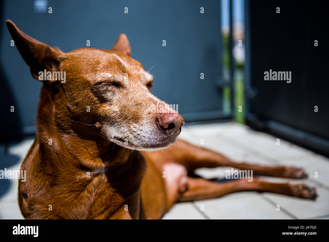 Carino andalusa Hound' (Canis lupus familiaris) il cane disteso e rilassante sulla terrazza Foto Stock