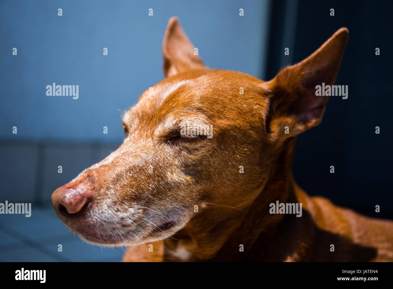 Carino andalusa Hound' (Canis lupus familiaris) il cane disteso e rilassante sulla terrazza Foto Stock