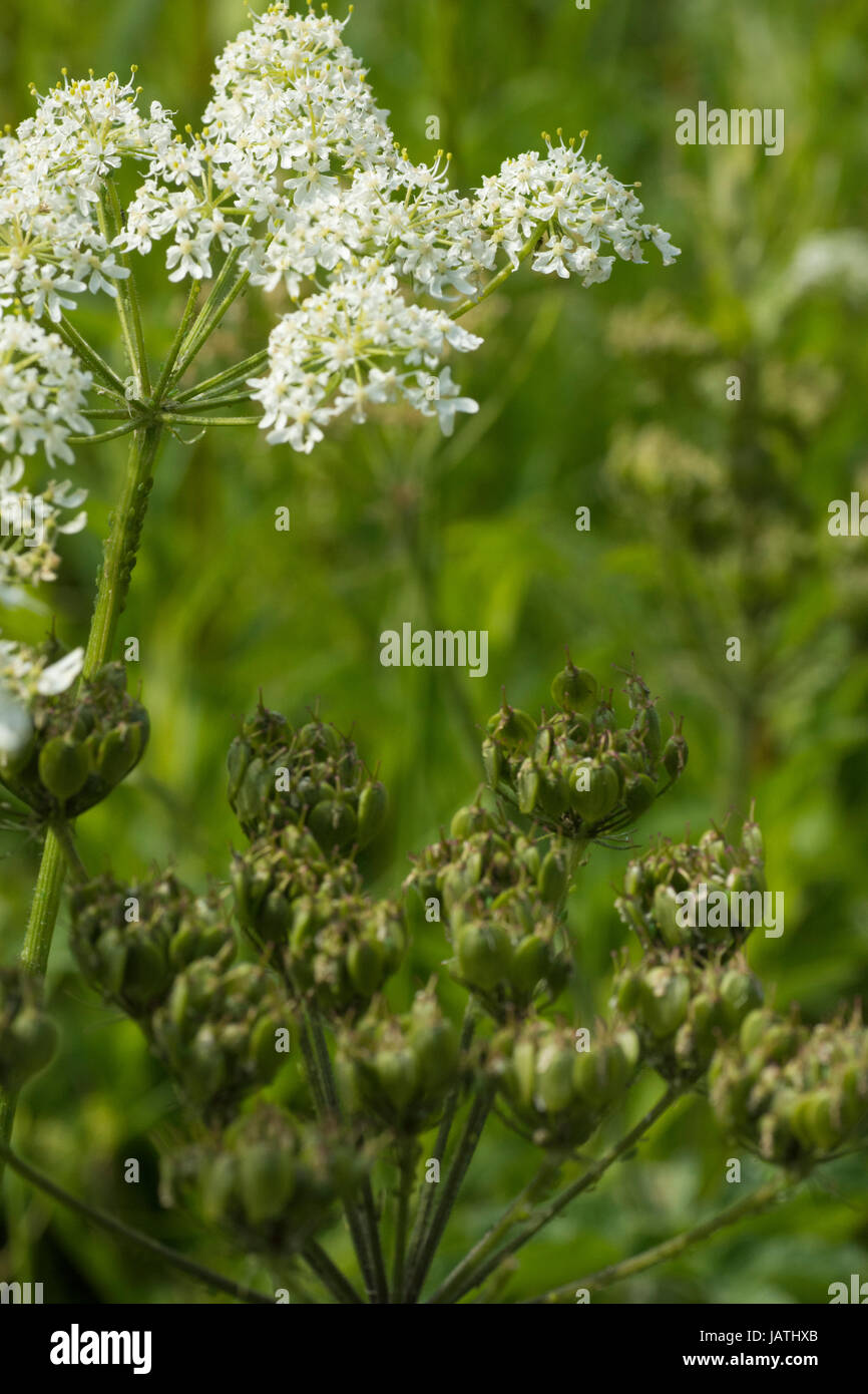 Mucca prezzemolo (Anthriscus sylvestris) fiore e teste di seme Foto Stock