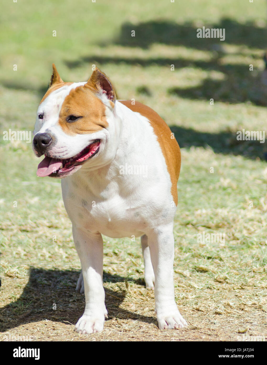 Un piccolo, belle, giovani, bianco e rosso sable American Staffordshire Terrier in piedi sul prato mentre bloccato la lingua fuori e guardando giocoso e allegro. Le sue orecchie sono ritagliate. Foto Stock