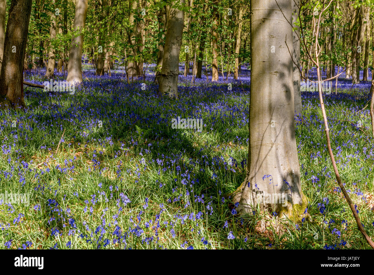 Bluebell legno in piena fioritura su una soleggiata giornata di primavera Foto Stock