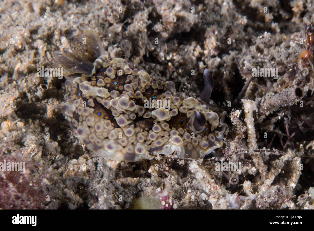 Macro nudibranch australia Foto Stock