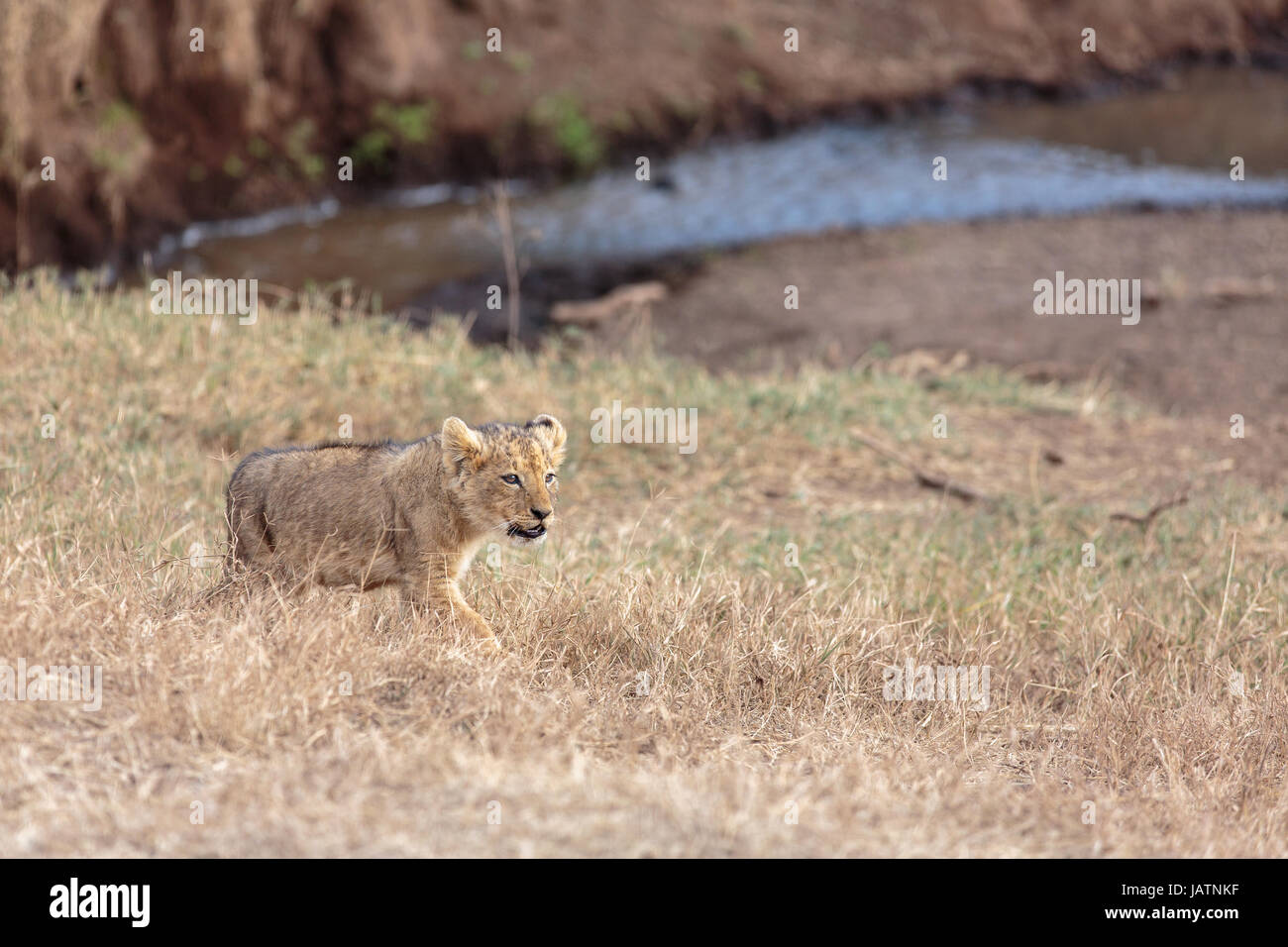 Un LION CUB passeggiando per le gras presso il cratere Ngorogoro, Tanzania Foto Stock
