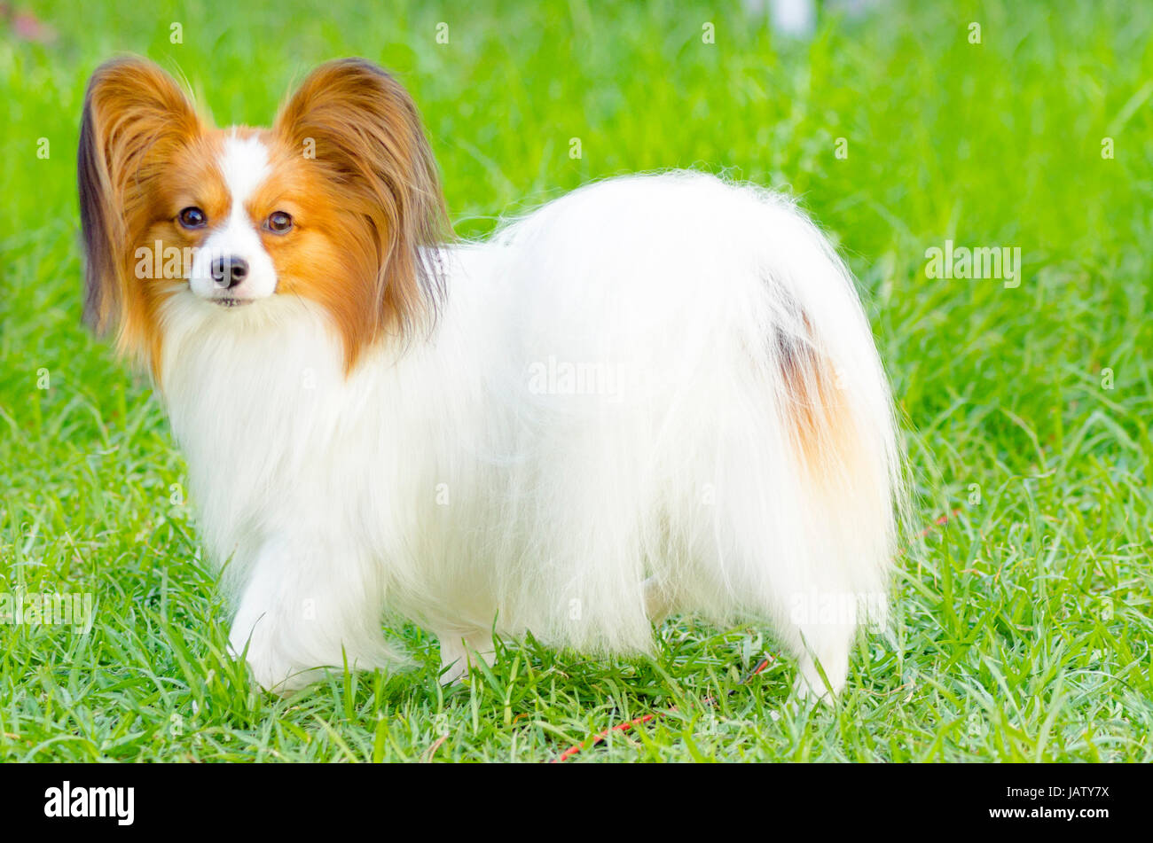 Un piccolo di colore bianco e rosso cane papillon (aka Continental toy spaniel) in piedi sull'erba guardando molto cordiale e bella Foto Stock