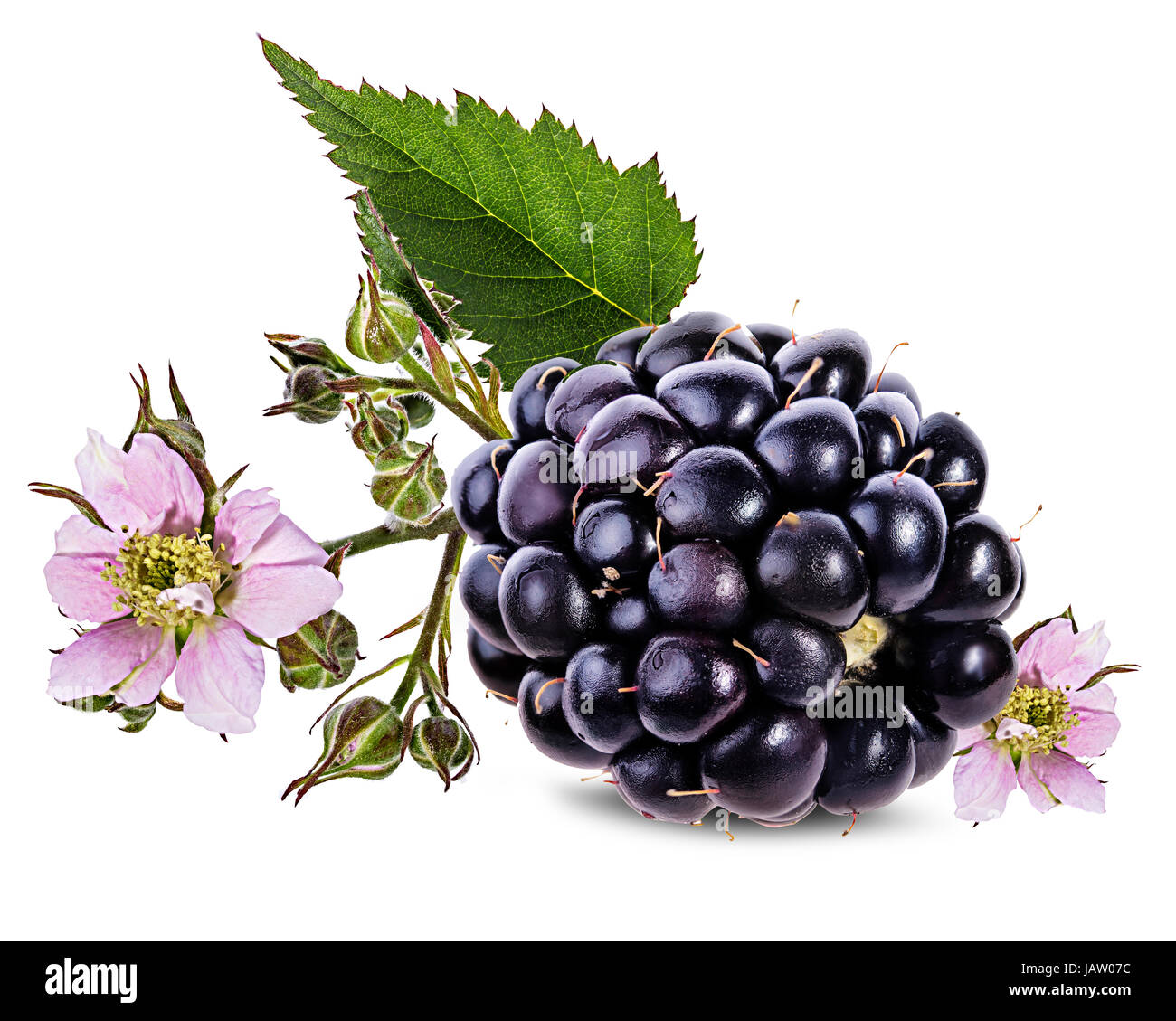 Blackberry e blackberry fiori e fogliame isolato Foto Stock