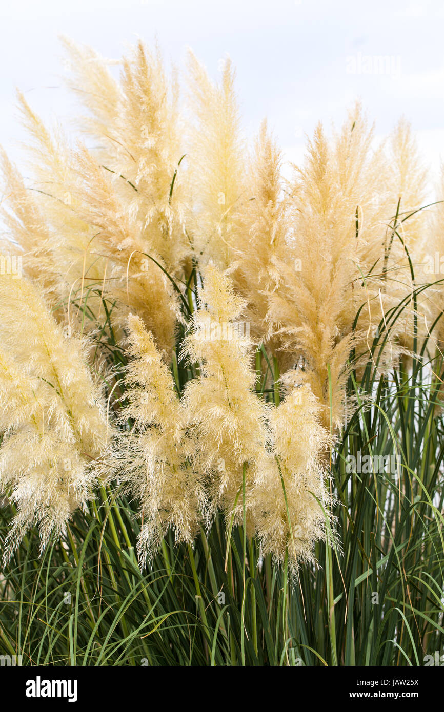 Goldene weiche hohe gräser am Meer im sommer hintergrund natur im freien Foto Stock