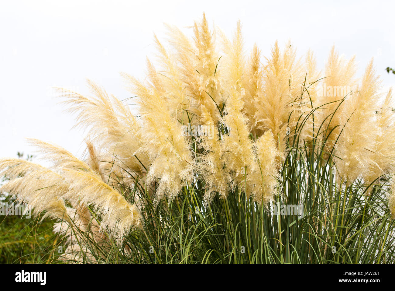 Goldene weiche hohe gräser am Meer im sommer hintergrund natur im freien Foto Stock